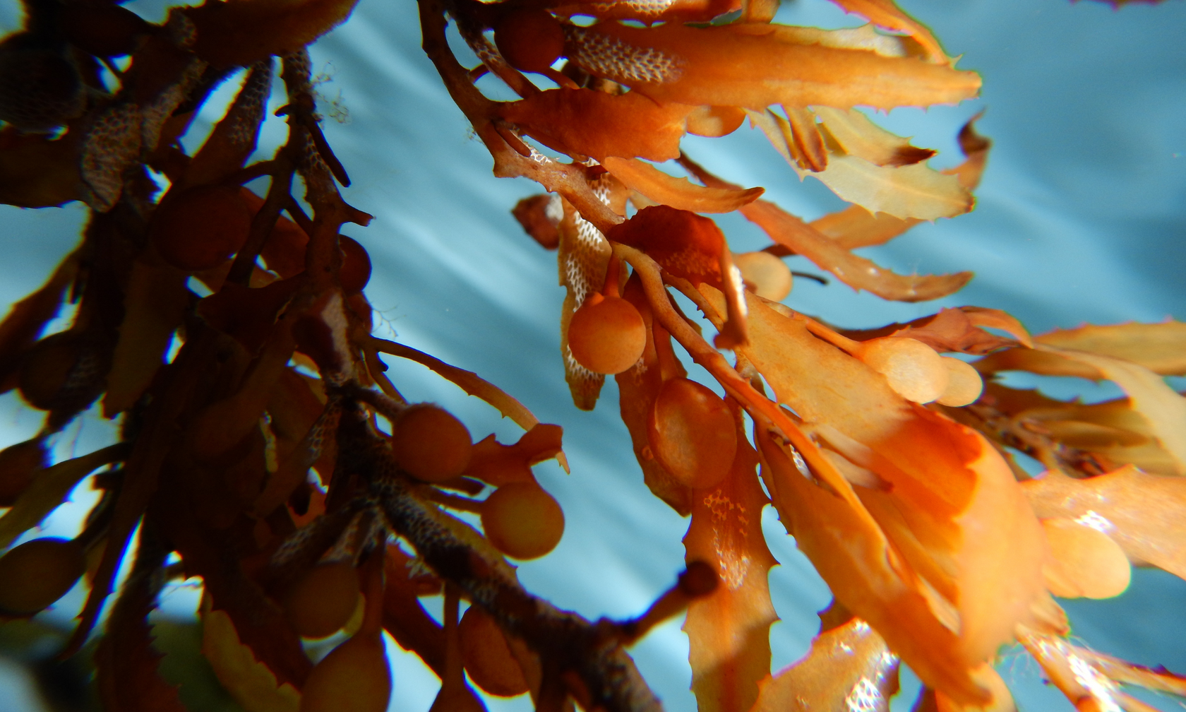 Seacell fabric images